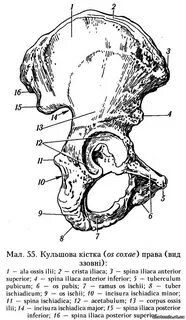 Tuberculum pubicum