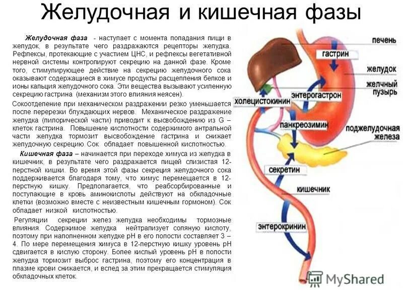 Рефлекторное желудка