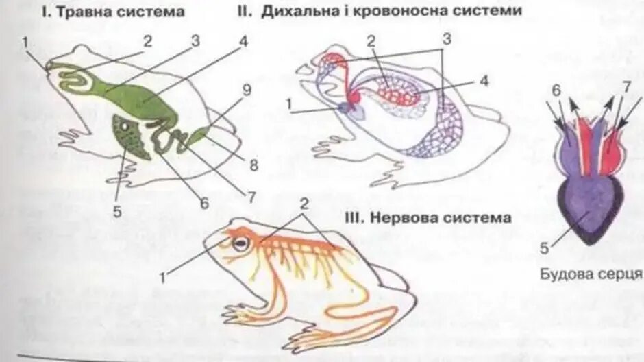 Внутреннее строение лягушки. Внутреннее строение лягушки системы. Внутреннее строение земноводных 7 класс биология. Внутреннее строение земноводных лягушка.