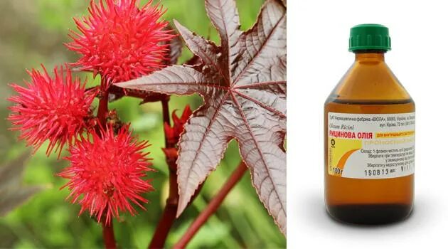 CAPACITY OF CASTOR OIL In not-so-distant times, castor oil was in every home. An