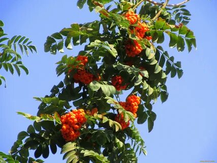 Можно ли есть рябину оранжевую