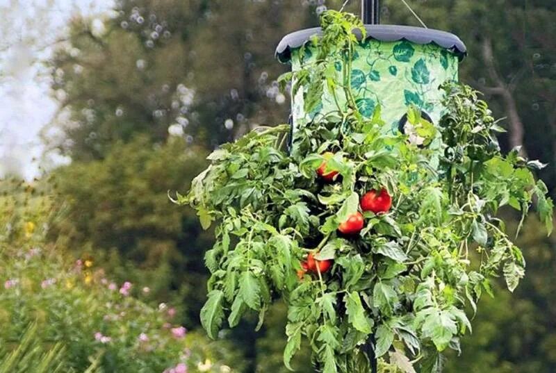 Растение корнями вверх. Посадка помидор вверх тормашками. томаты вверх корнями. помидоры вверх тормашками в теплице. ампельные помидоры вверх корнями.