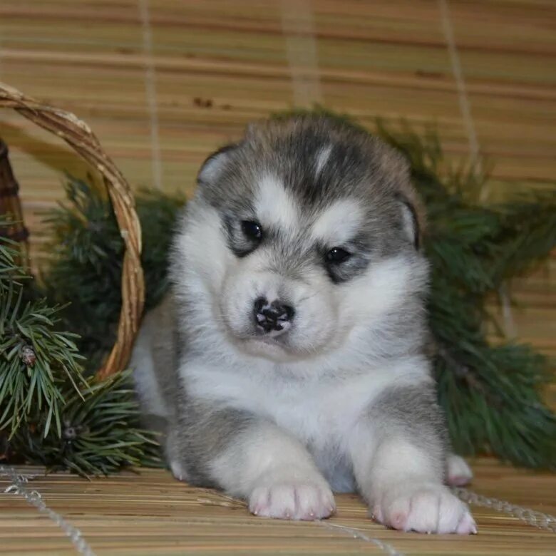 Pin on Cute! Doggy, Animals, Dogs