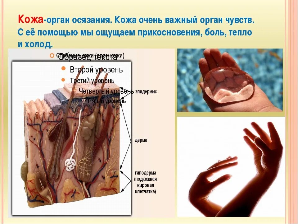 Кожа человека для детей. Органы чувств кожа. Кожа человека. Орган осязания.