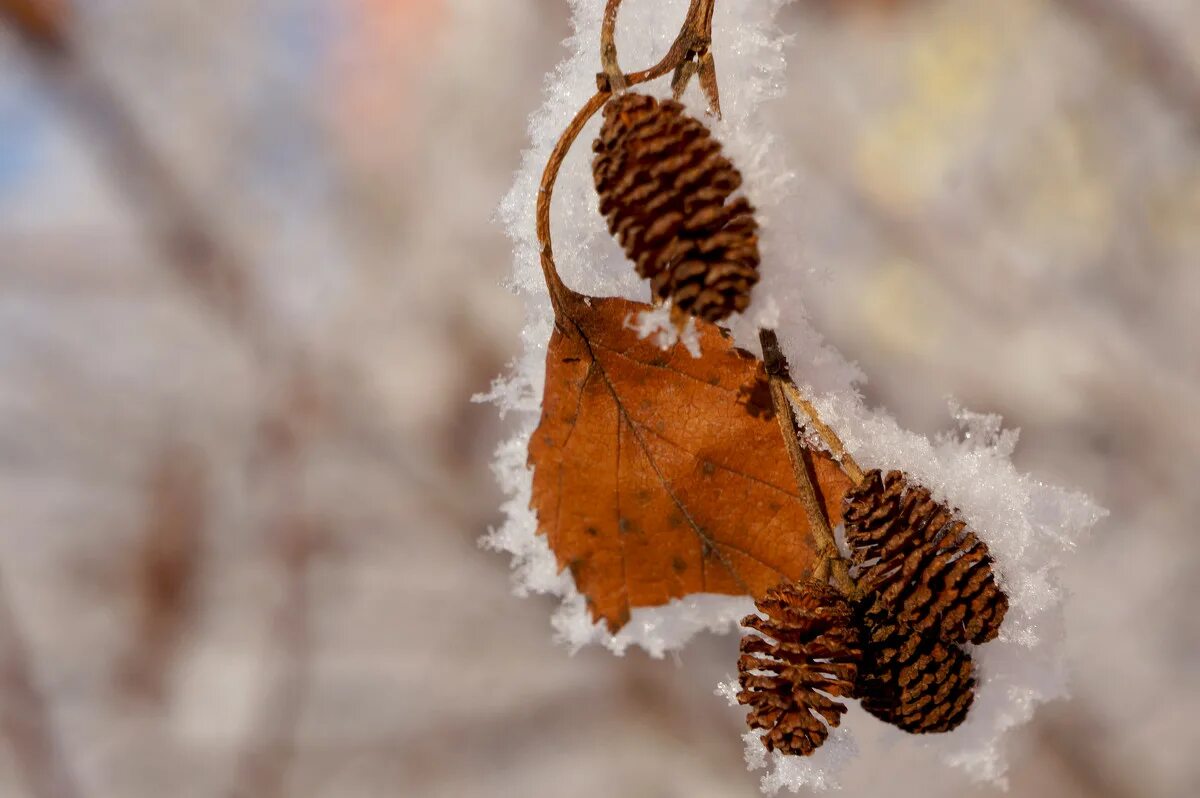 здравствуй осень октябрь. с добрым ноябрьским утром. доброе утро хорошего дня картинка поздняя осень. с добрым осенним утром. нежное утро осень.