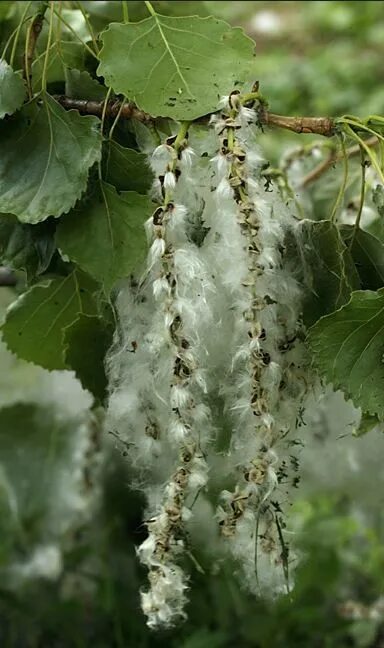 Тополь черный(Populus nigra) семена. Чёрный Тополь 7. Тополь душистый. Тополь душистый интересные факты.