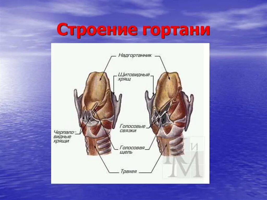 На рисунке изображено строение гортани выберите две. Строение гортани человека. Строение гортани человека анатомия. Гортань с подписями. Гортань рисунок.