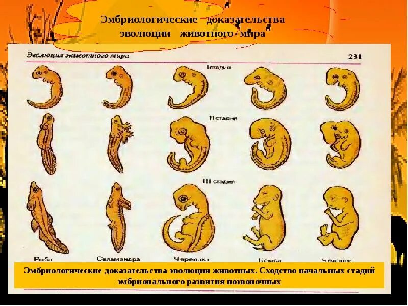 Эволюционные доказательства животных. Эмбриология доказательства эволюции. эмбриологические методы изучения эволюции. эмбриологические свидетельства эволюции. эмбриологические доказательства эволюции животного.