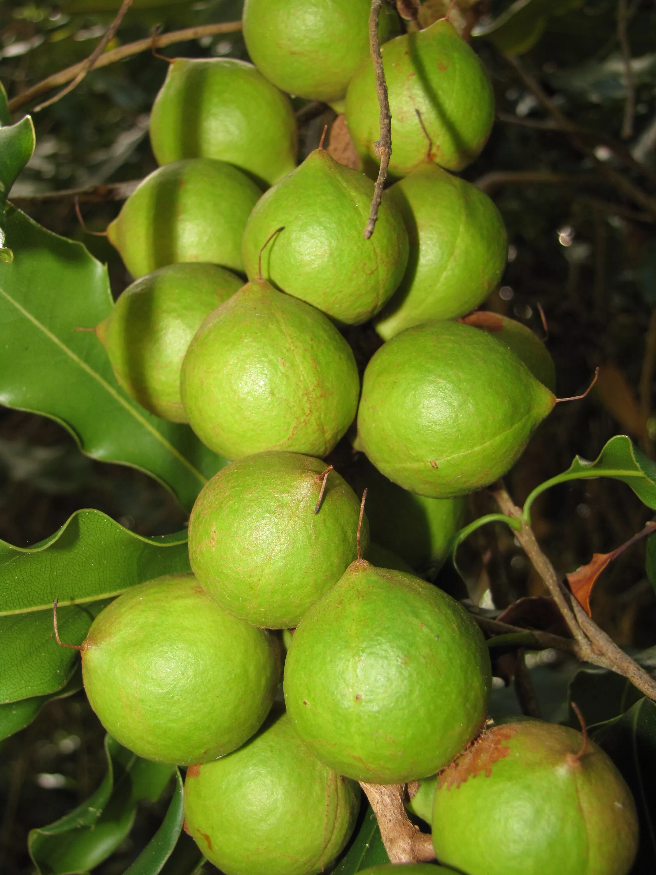 В каких странах растет макадамия. Macadamia integrifolia. Макадамия integrifolia. Макадамия орех Родина. Макадамия орех дерево.