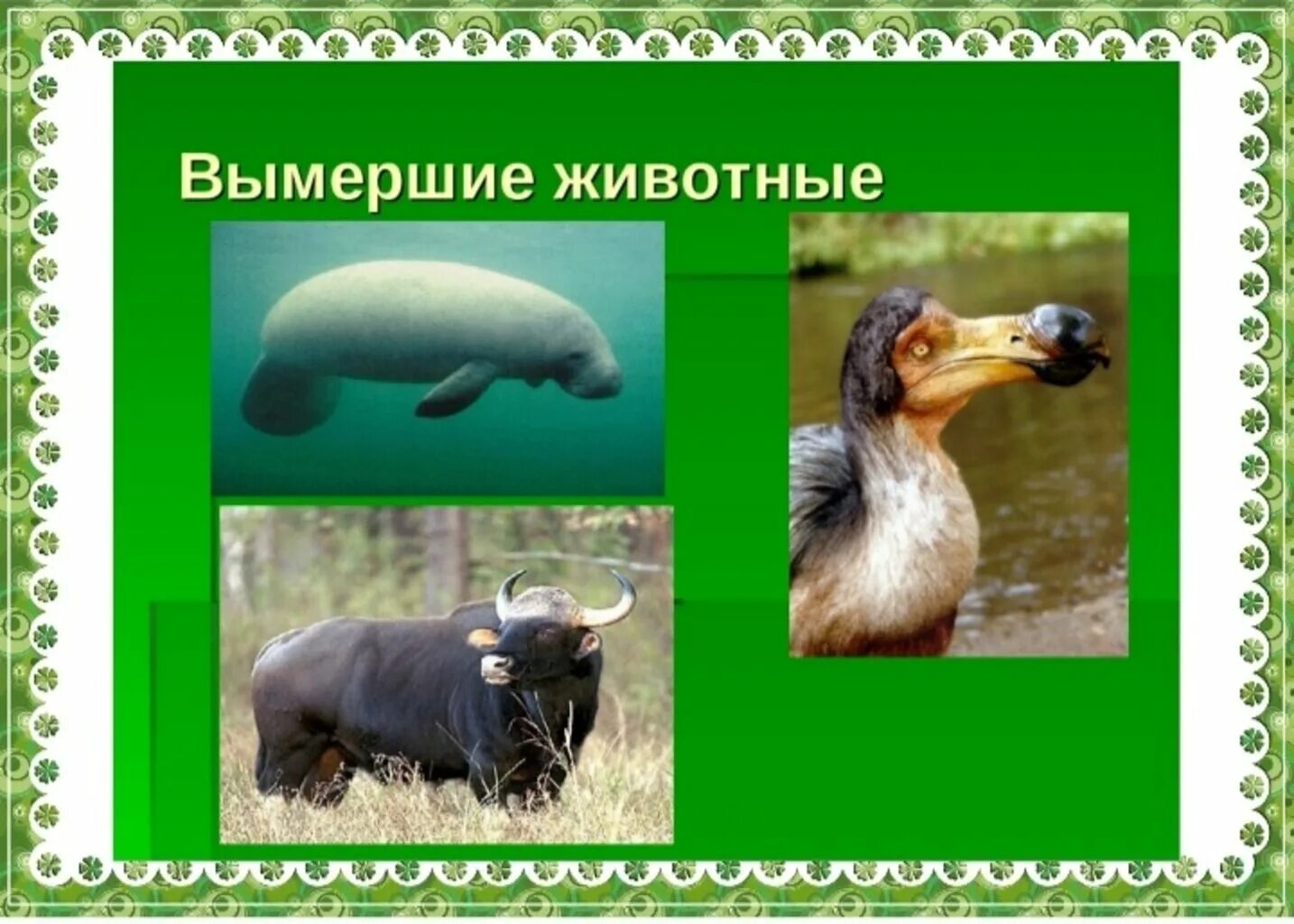 Укажи исчезающее животное: найдено 88 изображений