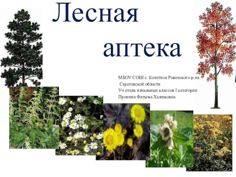Лесная аптека сказка. Лесная аптека презентация. Презентация лесная аптека. Лесная аптека презентация. Лесная аптека берёза.