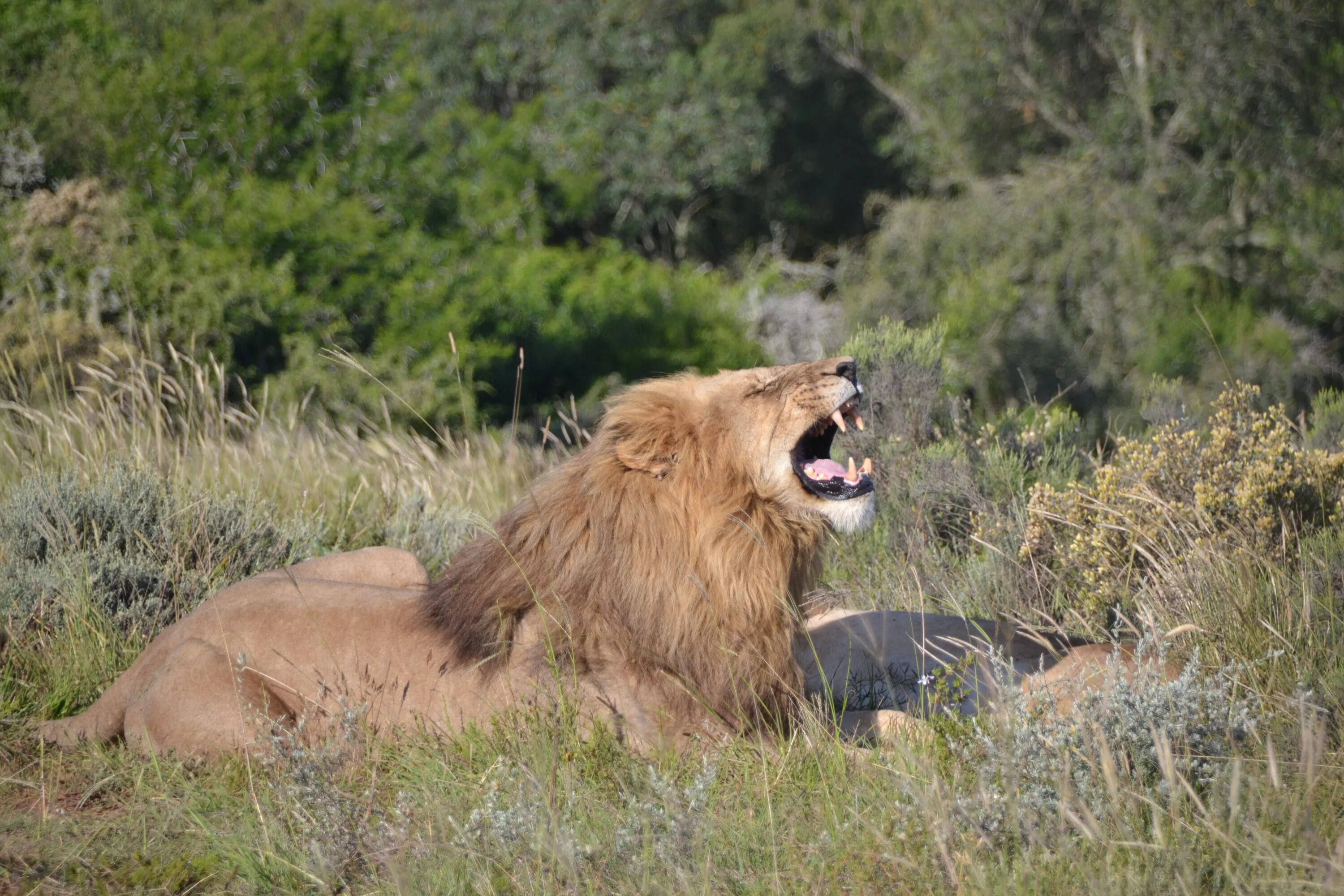 In the jungle lion. Львы в саванне. Африка Саванна Лев. Африка сафари львы. Львы в дикой природе Африки.