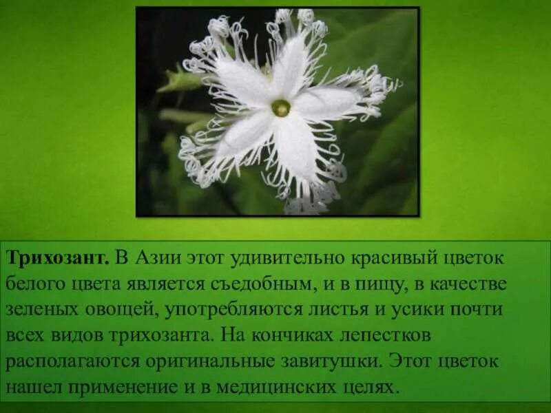 Сообщение об интересном растении. Сообщение о необычном растении. интересные факты о растениях. необычный цветок рассказ. интересные факты о необычных растениях.