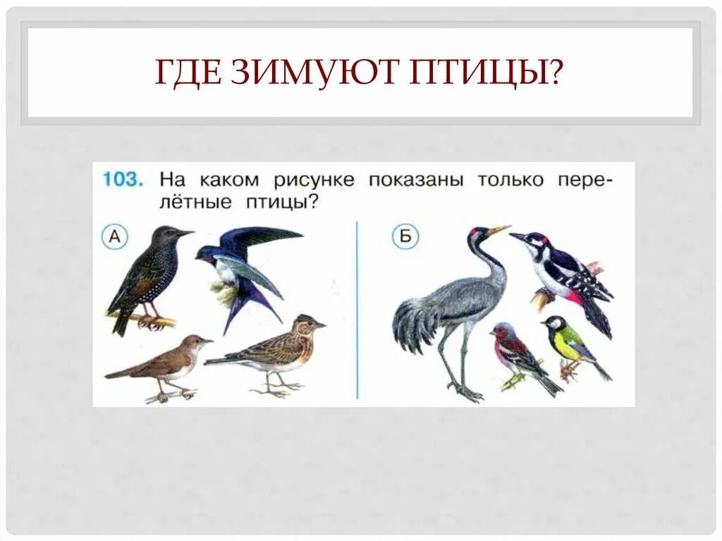 Перелетные птицы 1 класс окружающий мир школа России. Где зимуют птицы. Зимующие птицы 1 класс. Окружающий мир где зимуют птицы.