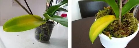 Почему орхидеи желтеют нижние