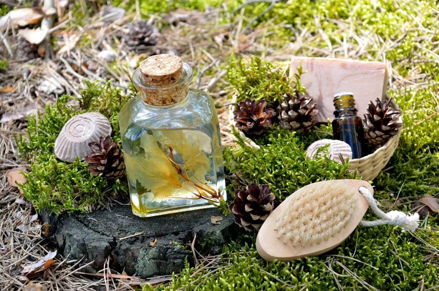 Запах лесных трав. Грушанка круглолистная листья. Утренний рассвет. Лесные травы. Запах лесных трав.