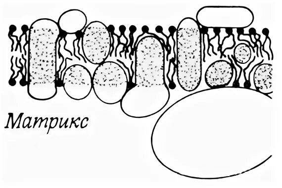 Матрикс биология. Цитоплазматический Матрикс рисунок. Клеточный Матрикс это в биологии. Митохондрия рисунок ЕГЭ.