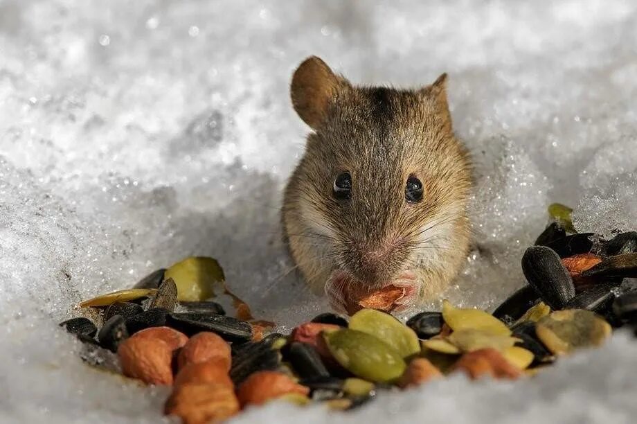 Запасает пищу белка. Мышь полевка запасы. Мышь зимой. Запасы на зиму животные. Мышка в лесу.