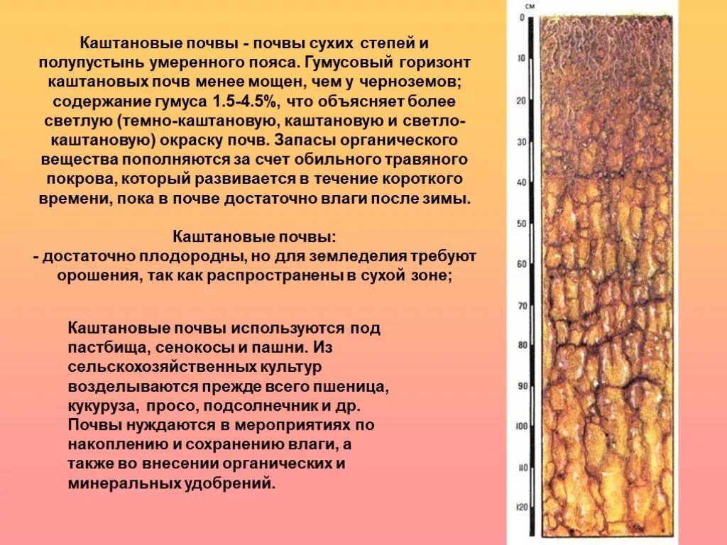 Каштановые сухие степи. Почвенный профиль каштановых почв. Гумусовый Горизонт каштановых почв. Каштановые почвы сухих степей профиль. Черноземы и каштановые почвы.