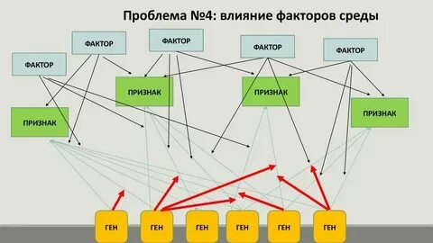 Случайное изменение генотипа это