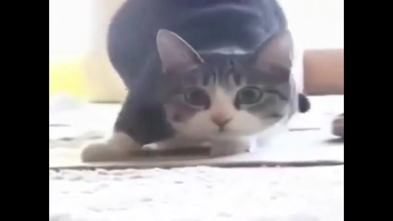 Loops cat