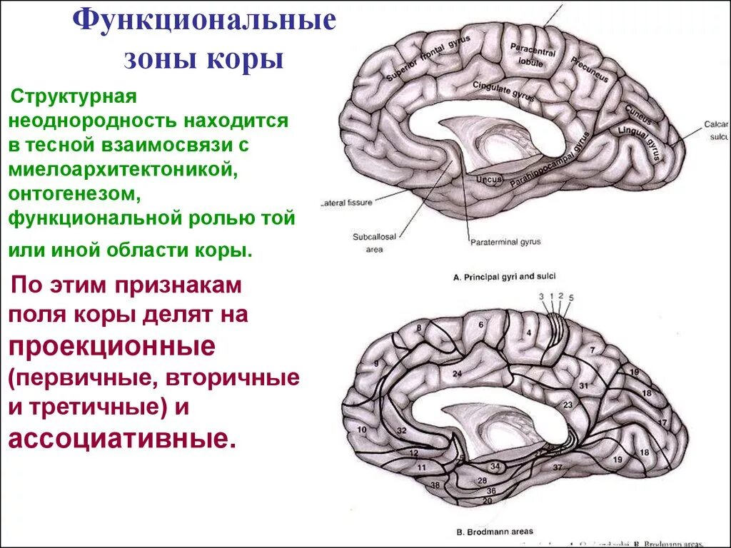 Проекционные зоны конечного мозга. Функциональные зоны коры. Функциональные зоны коры больших полушарий. Схема функциональные зоны коры.