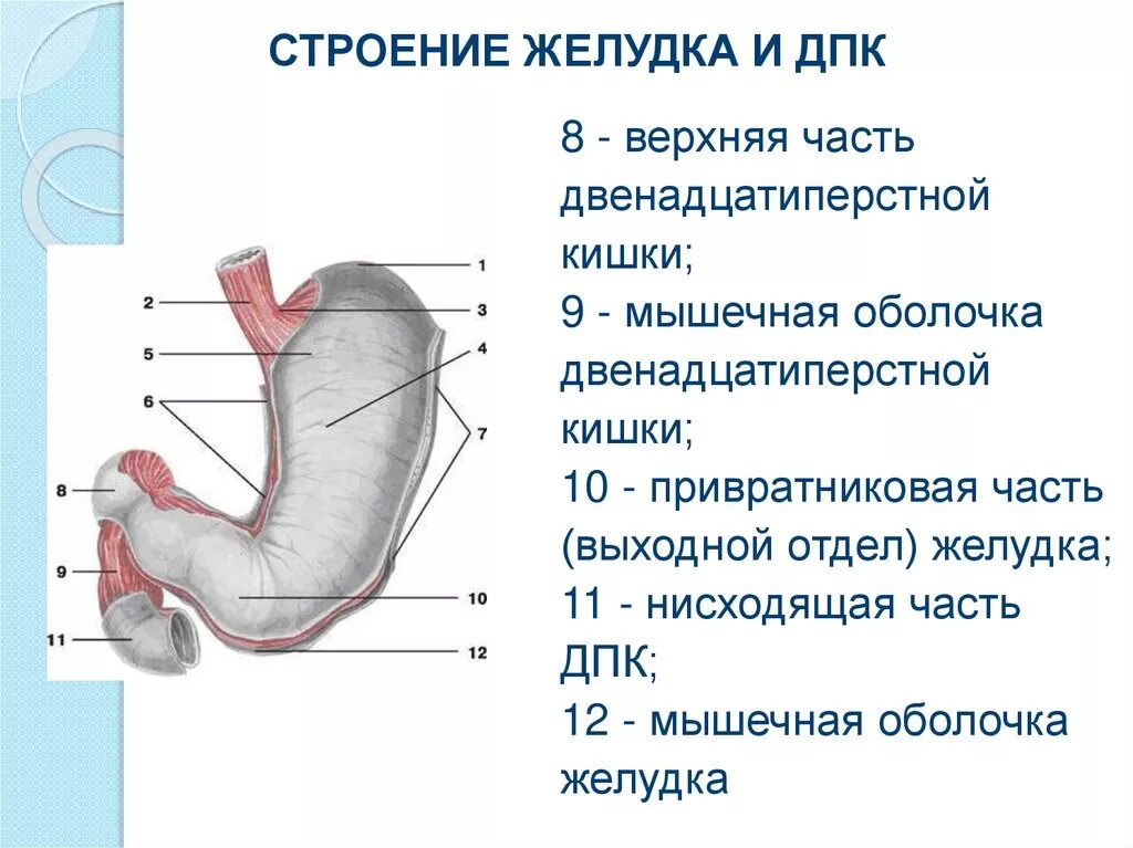 Нижняя часть желудка. Строение 12 перстной кишки и желудка. Отделы отделы двенадцатиперстной кишки анатомия. Строение желудка и 12 перстной кишки анатомия. Строение желудка человека и 12перстной кишки.