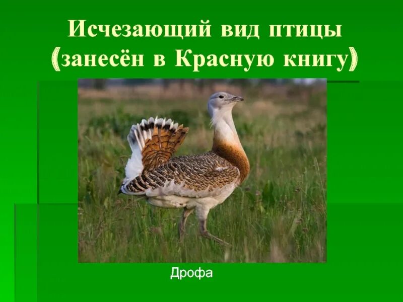 Дрофа птица Саратовская область. Дрофа птица красная книга. Дрофа птица занесена в красную книгу. Дрофа в Саратовской области в красной книге.