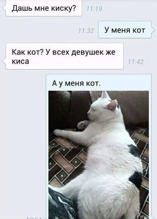 Прикольные подкаты на картинках. Киска прикол. Подкаты связанные с котиками. Смешные подкаты картинки. Отлижи мне лет