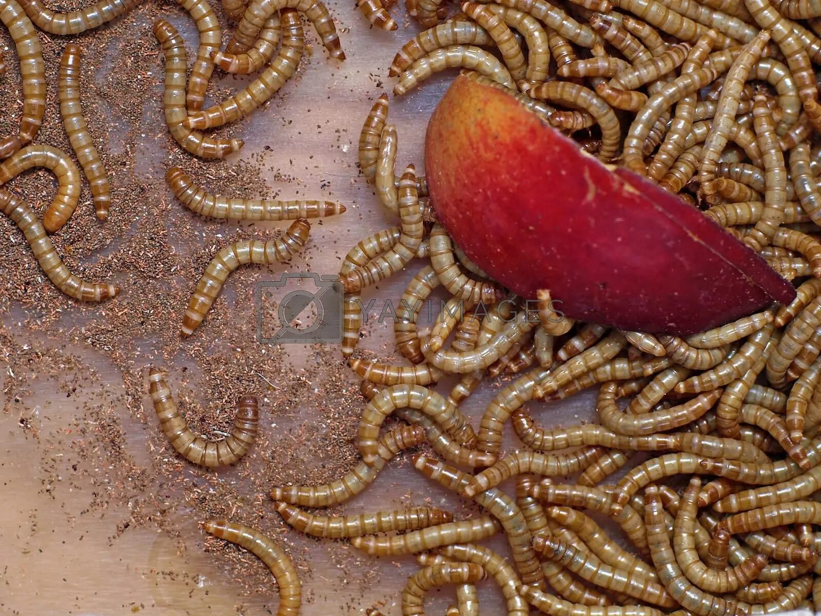 Монстры vore поглощения. Анаконда откладывает яйца. Черви опарыши грабак. Девушка модель съела червя. Девушка модель съела червя.