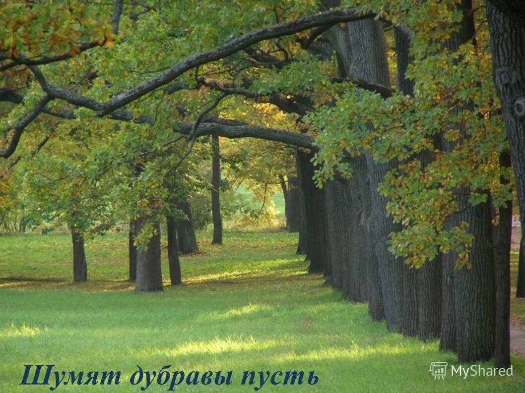 Где шумят дубравы. Герасимовская дубовая роща самарская область. Дубравы окский заповедник. Где шумят дубравы. Дубрава фото леса.