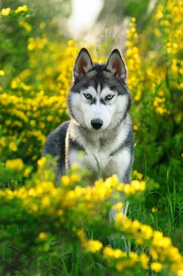 Хаски летом. Хаски летом. Хаски на траве летом. Собака летом. Хаски летом.