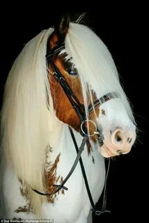 Her horse