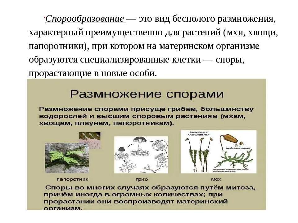 Какая стадия растения обеспечивает его бесполое размножение. Вид бесполого размножения, характерный для растений?. Спорообразование вид размножения. Биология тема размножение. Формы бесполого размножения организмов.