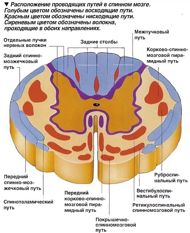 Местоположение проводящий. Поперечный разрез спинного мозга проводящие пути. Проводящие пути спинного мозга схема. Спинной мозг в разрезе проводящие пути. Проволящие путь спинного мозга.