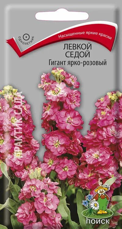 Маттиола седая семена. Левкой седой гигант смесь. Маттиола седая левкой. Маттиола левкой. Левкой маттиола лиловый.