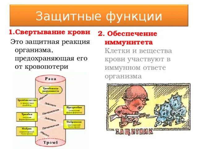 Органы защитной функции. Защитные функции организма. защитная реакция организма. свертывание крови защитная реакция. свертывание крови - защитная функция организма.