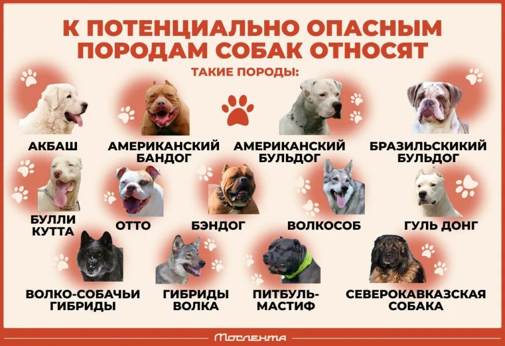 Перечень опасных пород собак утвержденный. Список опасных собак запрещенных в россии. Перечень потенциально опасных пород собак. Список опасных пород 2023. Список потенциально опасных пород собак в россии.