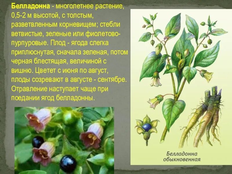 Ядовитое растение 3 класс окружающий мир сообщение. Красавка белладонна. красавка белладонна лекарственные растения. белладонна ядовитое растение. красавка ядовитое растение.