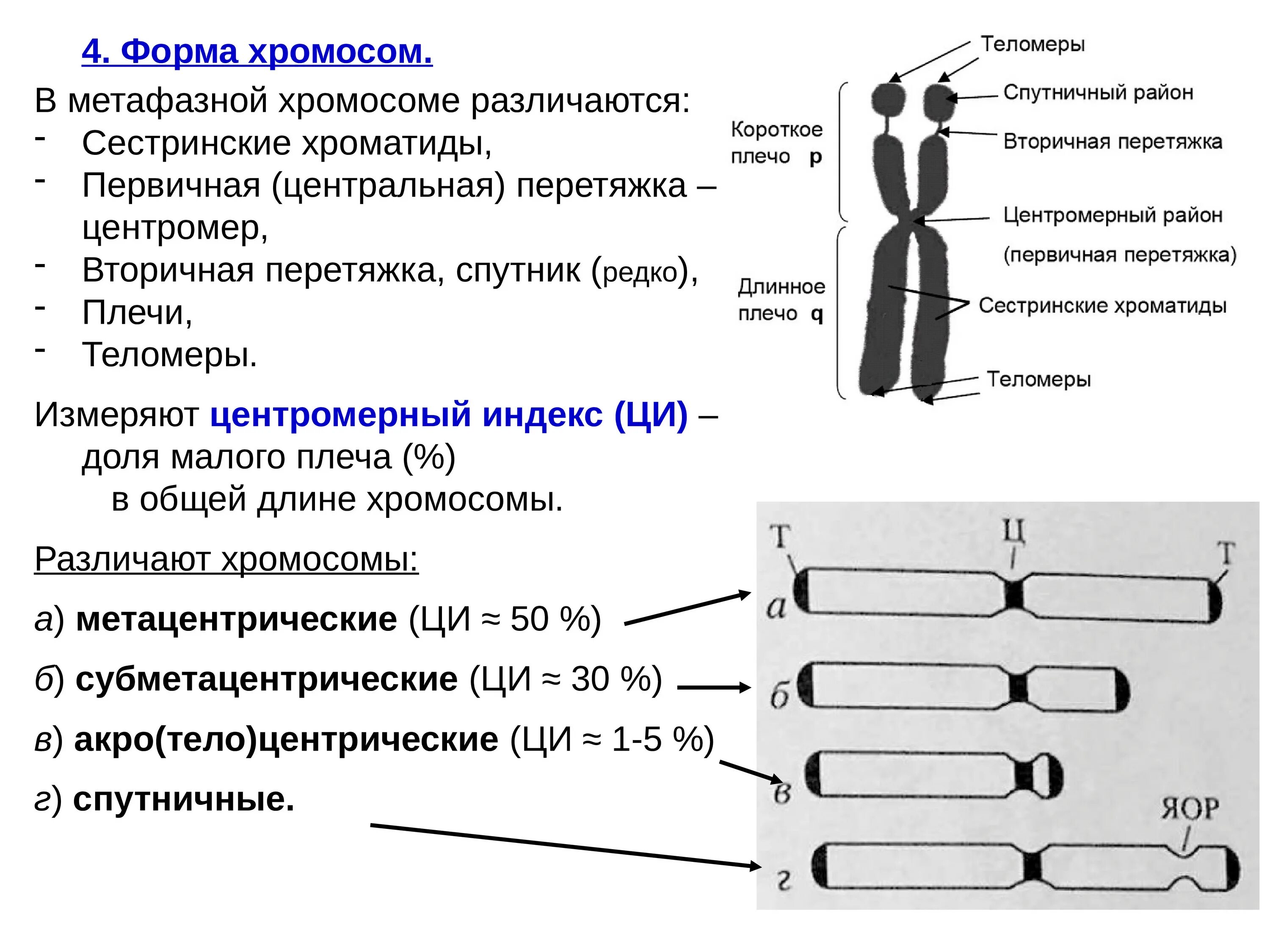 Клеточная перетяжка у каких клеток. Строение хромосомы первичная перетяжка. Схема строения субметацентрической хромосомы. Строение хромосомы хроматиды. Строение хромосомы эукариотической клетки.