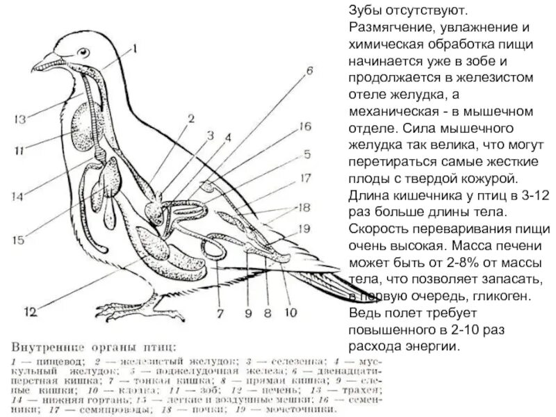 Органы птиц 7 класс. Пищеварительная система сизого голубя. Внутреннее строение сизого голубя. Внутреннее строение голубя самка. Сизый голубь строение.