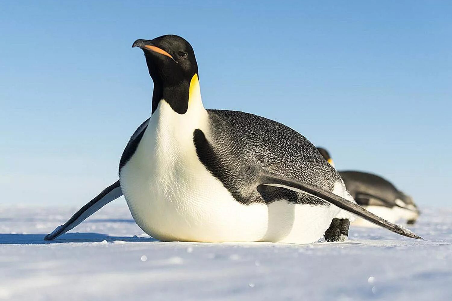 Императорские пингвины живут. Императорский Пингвин в Антарктиде. Императорский Пингвин Aptenodytes forsteri. Императорские пингвины в Антарктиде фото. Субантарктический Пингвин.