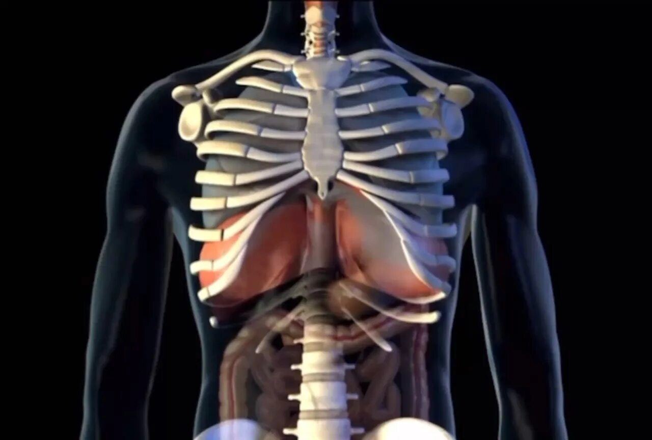 Вторая дыхания видео. Диафрагма анатомия человека. Диафрагма грудной клетки. Мышцы диафрагмы грудной клетки. Диафрагма и грудная клетка анатомия.