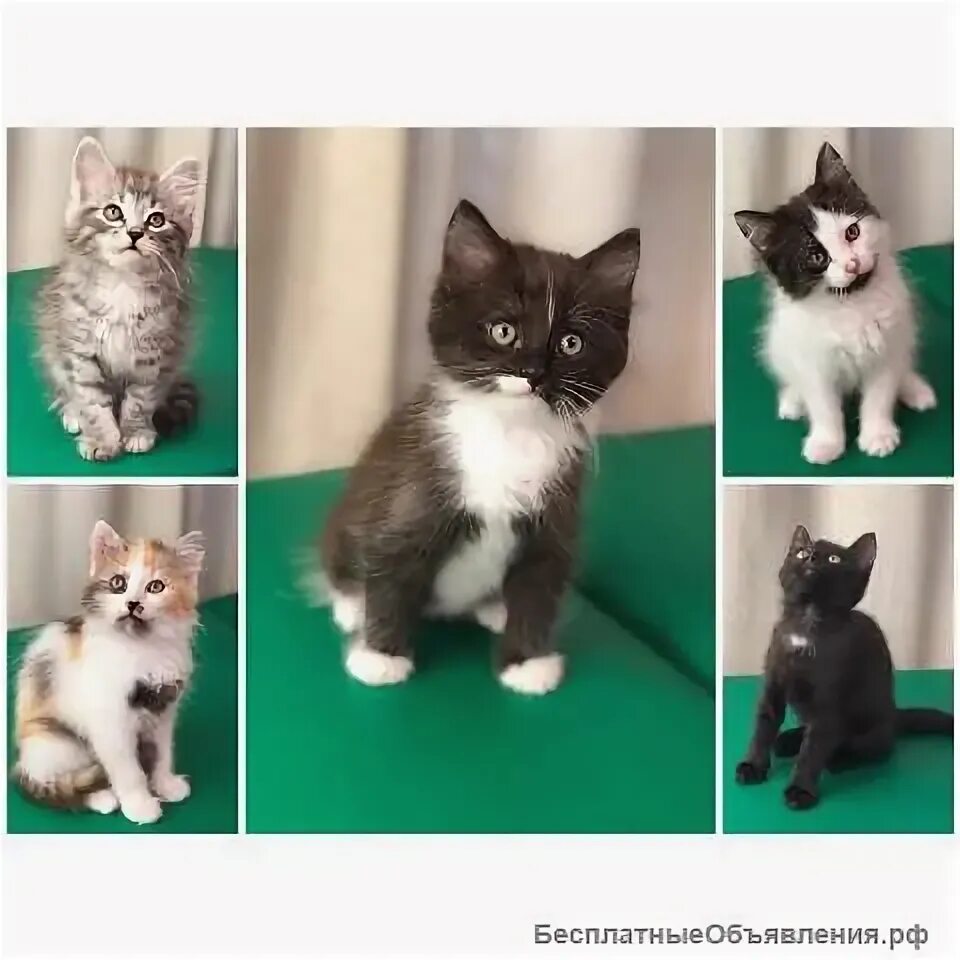 Котята в добрые руки в энгельсе. Котята в добрые руки курск.