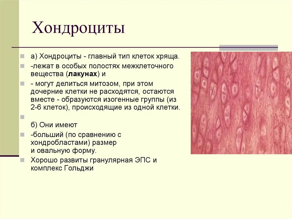 Хрящевая ткань хондроциты. Хондробласты и хондроциты функции. Клеточный состав хрящевой ткани. Хрящевая гистология.