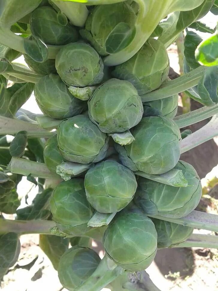 Почему горчит брюссельская. Брюссельская капуста. Brassica oleracea. Брокколи кольраби брюссельская капуста. Кольраби брюссельская.