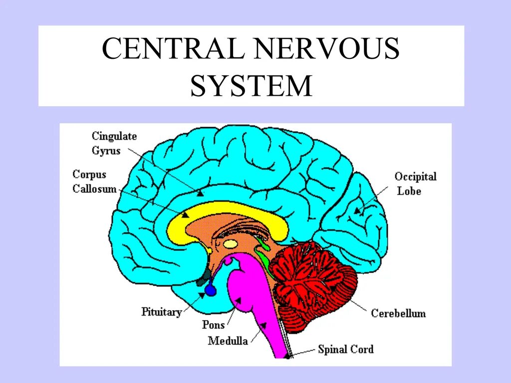 Мозг и нервная система. Brain and nervous System. Central nervous System is composed of. Limbic System of the Brain.