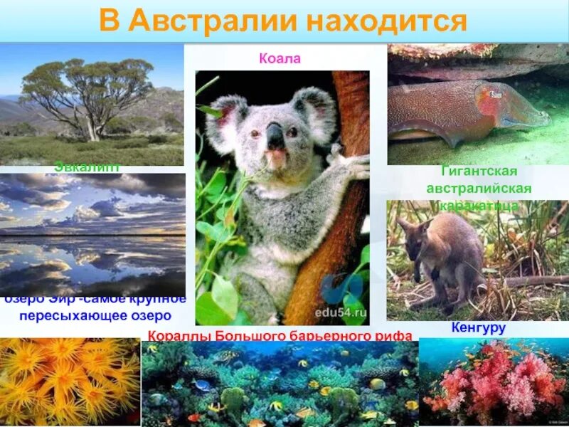 Сообщение о растительном и животном мире земли
