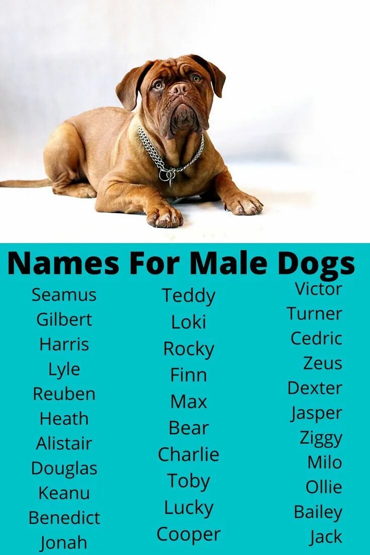 Dogs s names are. Клички для собак. Собачьи имена для мальчиков. Красивые имена для собак. Клички для собак мальчиков.