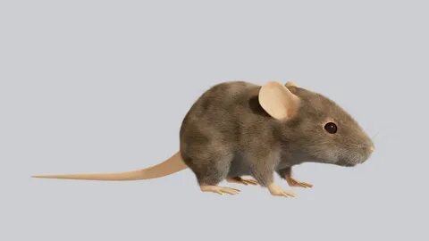 Mouse 3d model